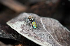Maratus tasmanicus