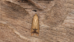 Tachystola hemisema