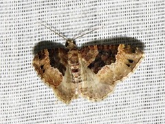 Xanthorhoe