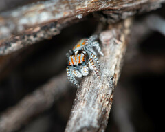Maratus tasmanicus