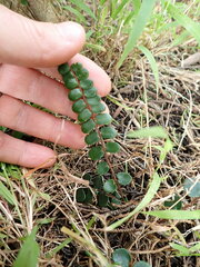 Pellaea rotundifolia