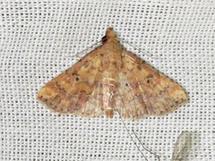 Cerynea thermesialis