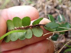 Pellaea rotundifolia