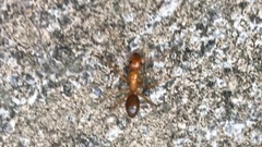 Camponotus