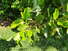 Griselinia