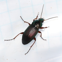 Poecilus lucublandus