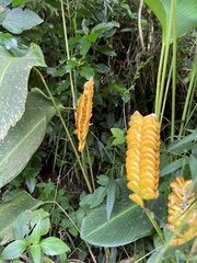 Calathea crotalifera image