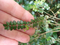 Metrosideros diffusa