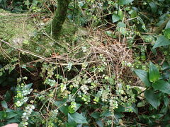 Metrosideros diffusa