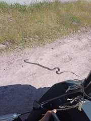 Masticophis mentovarius