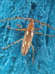 Eburodacrys fortunata