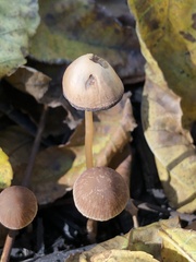 Psathyrella bipellis