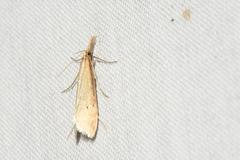 Donacaula