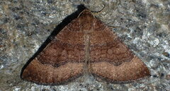 Larentia clavaria