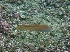 Halichoeres semicinctus