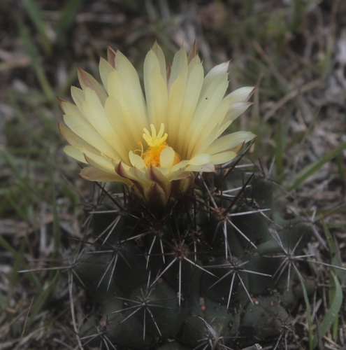 Image of Coryphantha Georgii (Coryphantha georgii) by (c) Pedro Nájera Quezada, some rights reserved (CC BY)
