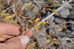Croton glandulosus