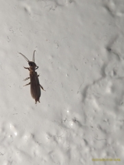 Oligotoma saundersii