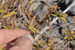 Croton glandulosus