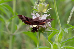 Amphion floridensis