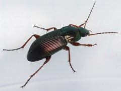 Poecilus lucublandus