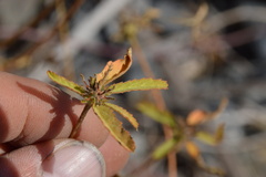 Croton glandulosus