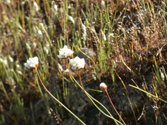 Armeria curvifolia