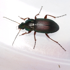 Poecilus lucublandus