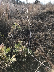 Glandularia wrightii