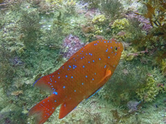 Hypsypops rubicundus