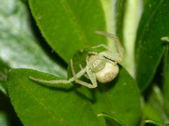 Misumenops temibilis