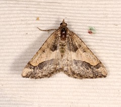 Frederickia hypaethrata