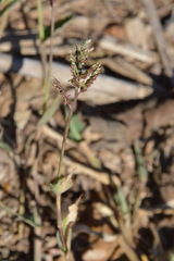 Urochloa reptans