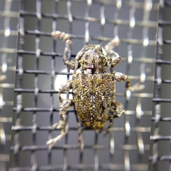 Plistonax difficilis