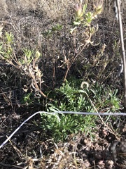 Glandularia wrightii