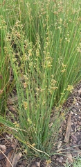 Juncus pallidus