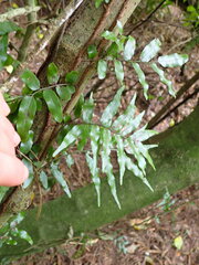 Arthropteris tenella