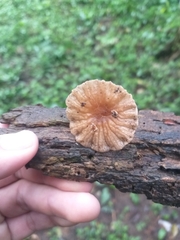 Marasmiellus affixus