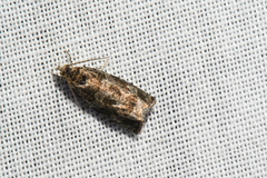 Olethreutes permundana