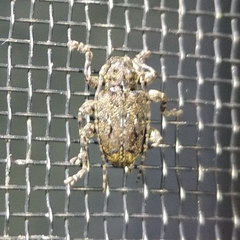 Plistonax difficilis