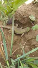 Sceloporus formosus