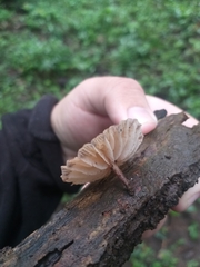 Marasmiellus affixus