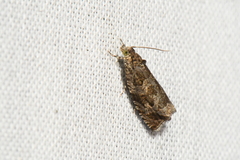 Olethreutes permundana