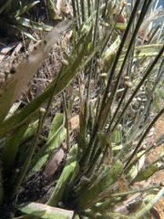 Eriocaulaceae