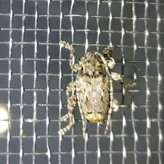 Plistonax difficilis