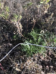 Glandularia wrightii