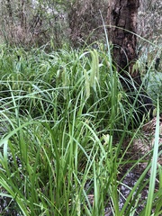Carex fascicularis