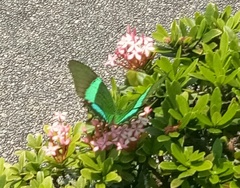Papilio palinurus daedalus