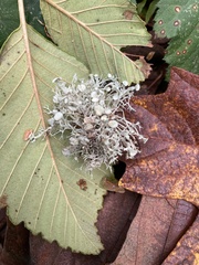 Ramalina dilacerata