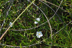 Stylisma pickeringii